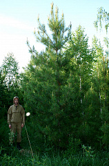 Деревья (крупномер), кедр сибирский, Cтандарт, 480-520 см.